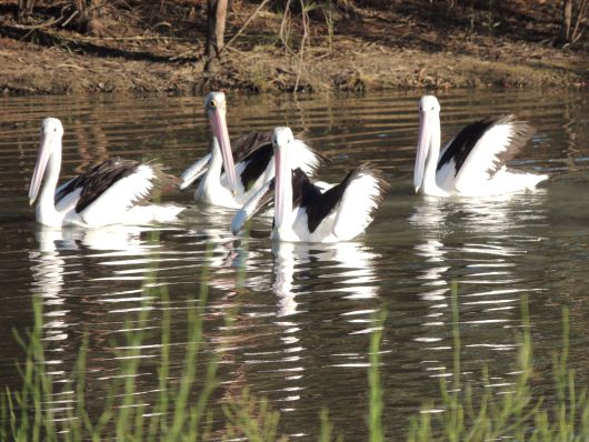 Pelican Schoolgroup in Wetlands